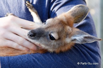 Kangourou - "Waminda Wildlife Sanctuary" - Australie