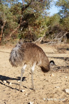 meu - "Waminda Wildlife Sanctuary" - Australie