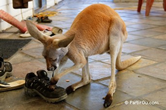 Kangourou - "Waminda Wildlife Sanctuary" - Australie