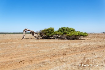 Greenough Leaning Tree - Australie