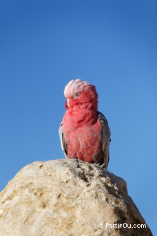 Cacatos rosalbin - Nambung National Park - Australie